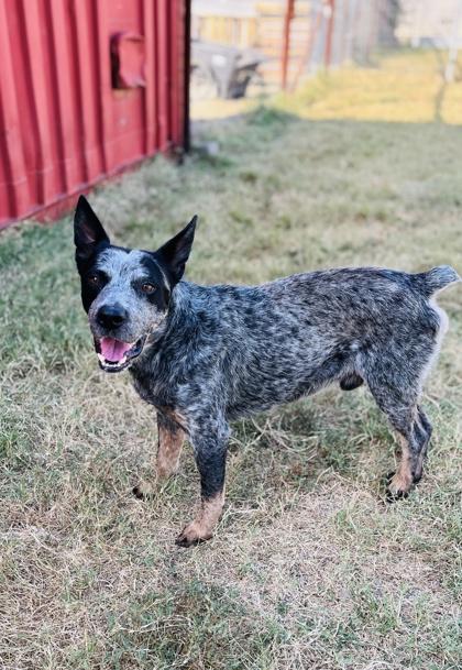 Cory — thumbnail 6