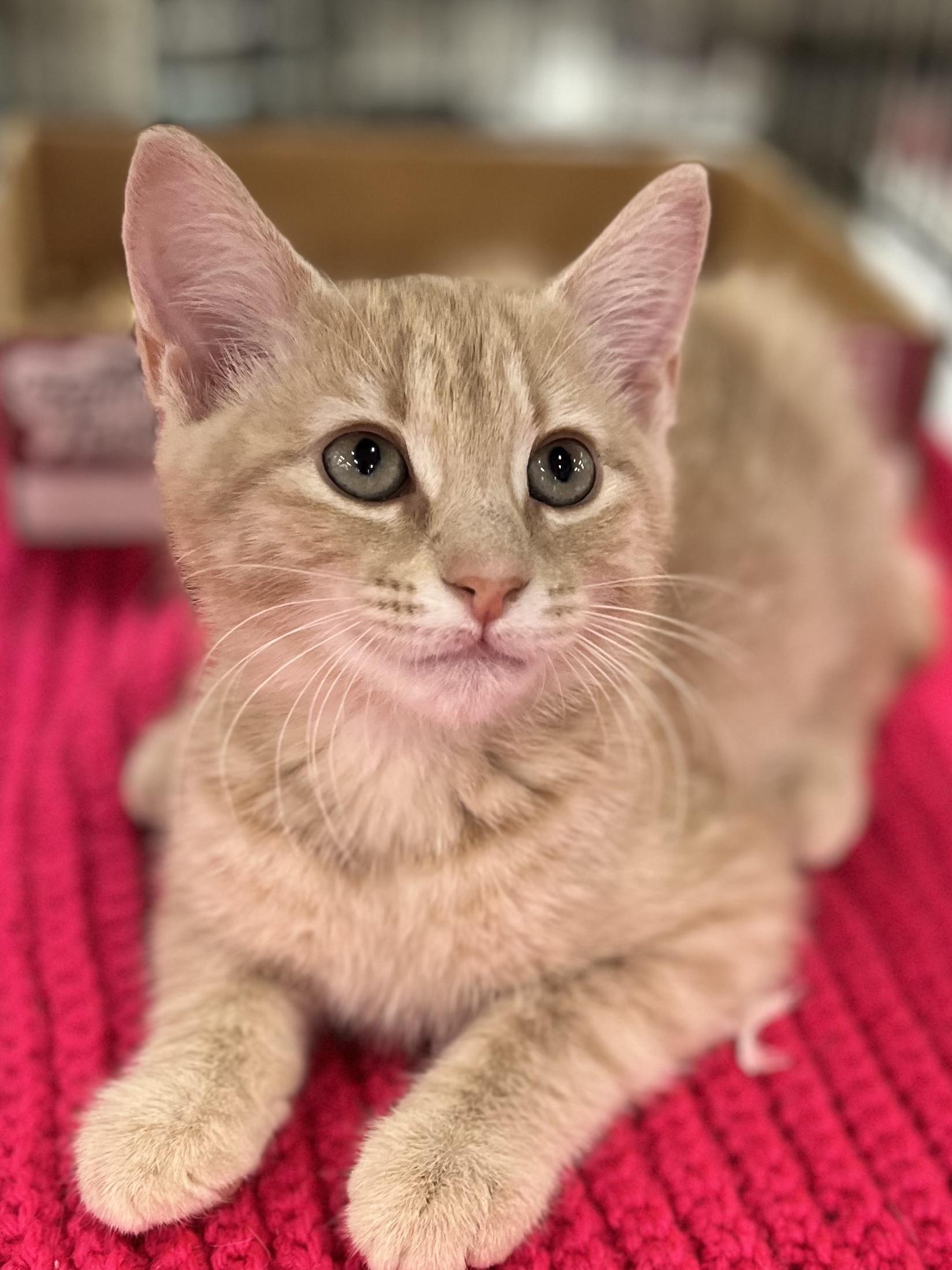 Grumpy, a ADOPTABLE mixed breed in Snellville, GA image 5/5