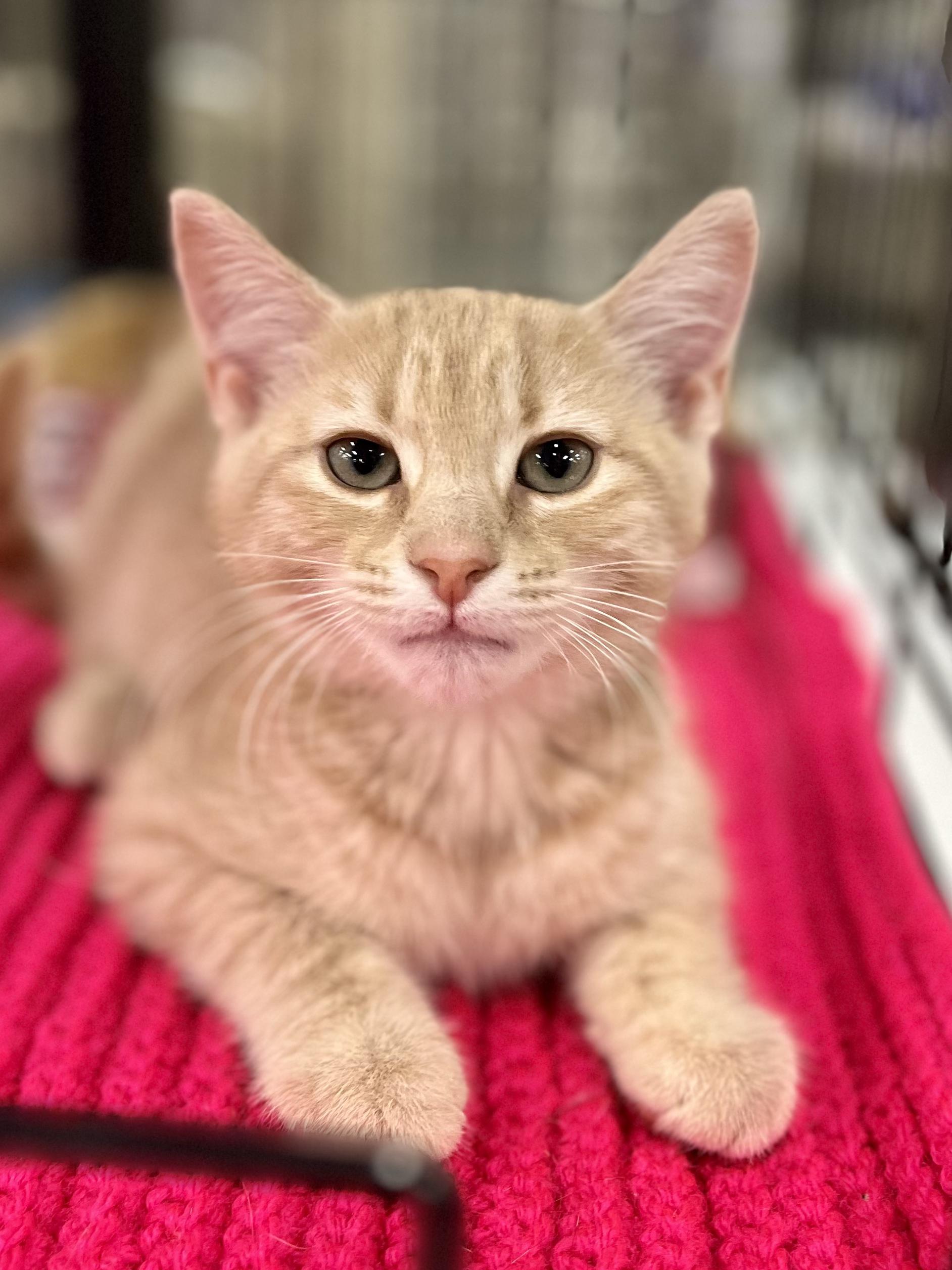 Grumpy, a ADOPTABLE mixed breed in Snellville, GA image 4/5