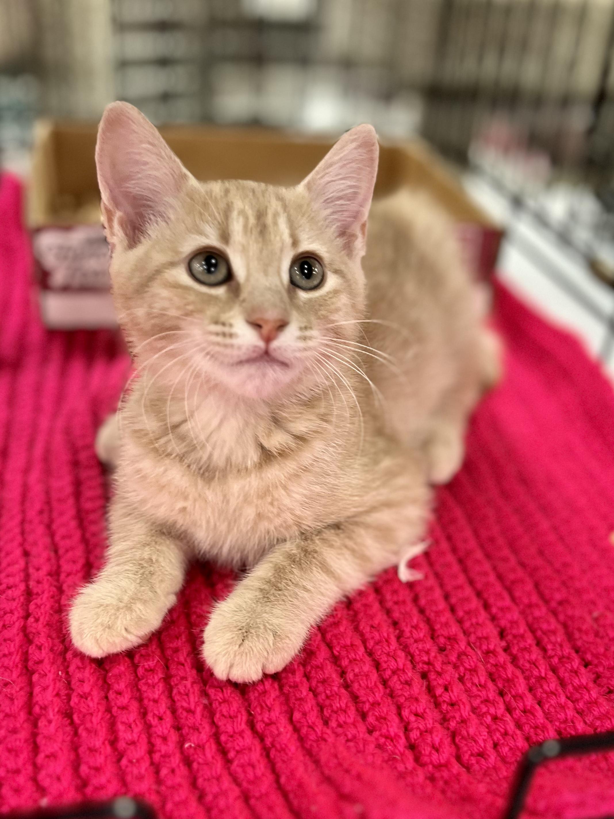 Grumpy, ADOPTABLE, Kitten Female Domestic Short Hair & Tabby.