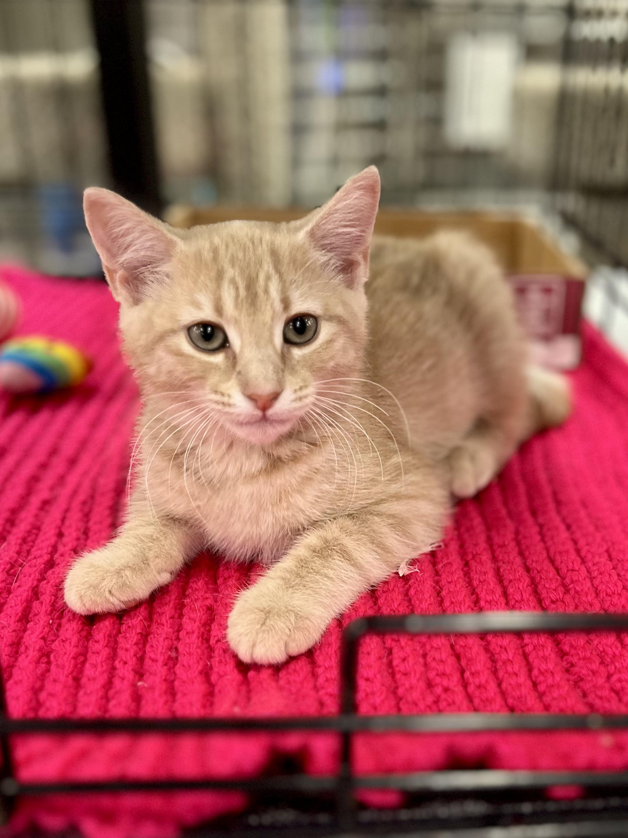 Grumpy, a ADOPTABLE mixed breed in Snellville, GA image 3/5