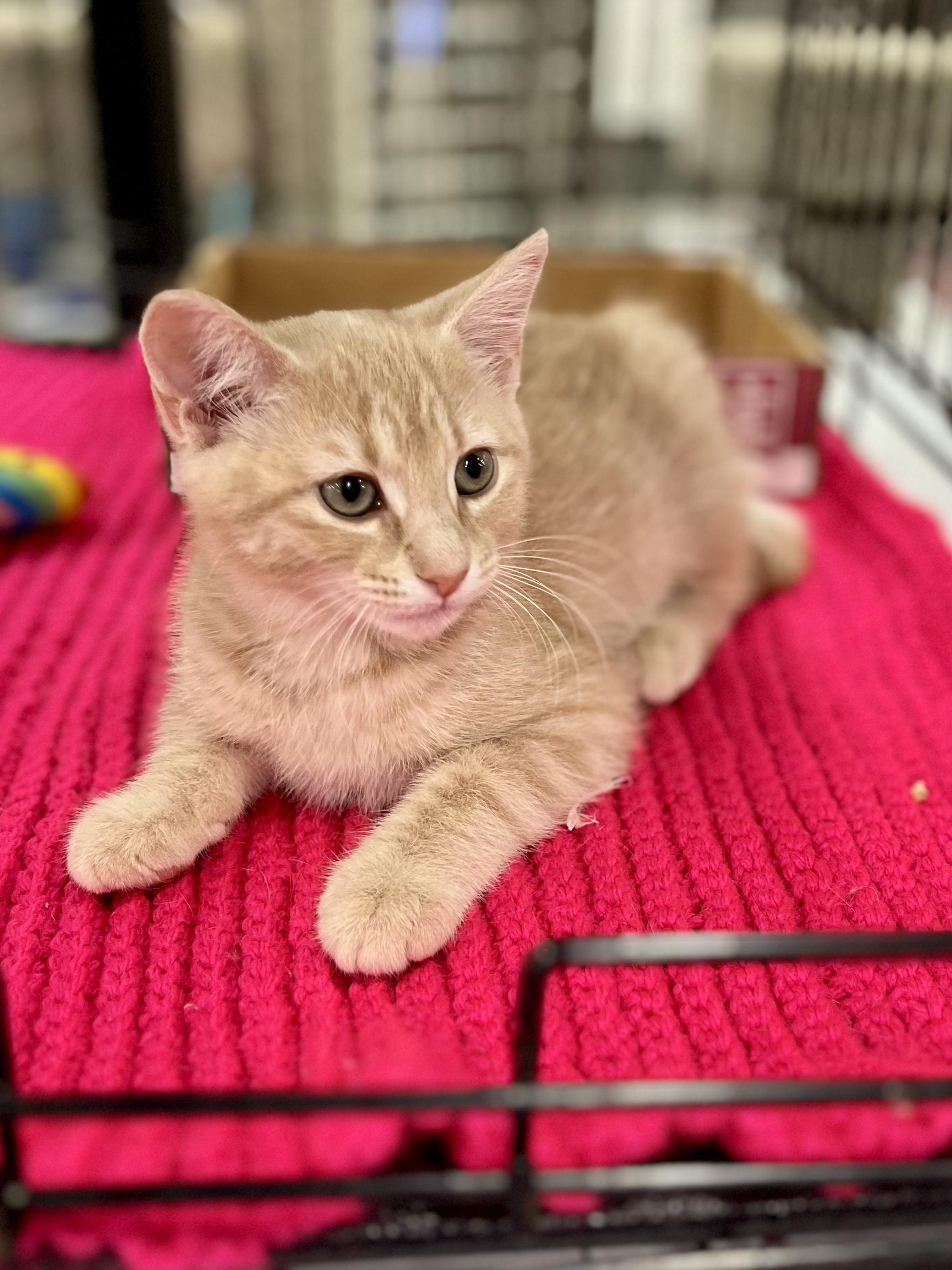 Grumpy, a ADOPTABLE mixed breed in Snellville, GA image 2/5