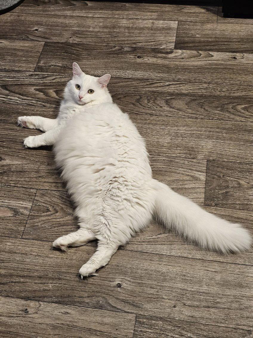Mabel, Adopted, Adult Female Domestic Long Hair & Turkish Angora.