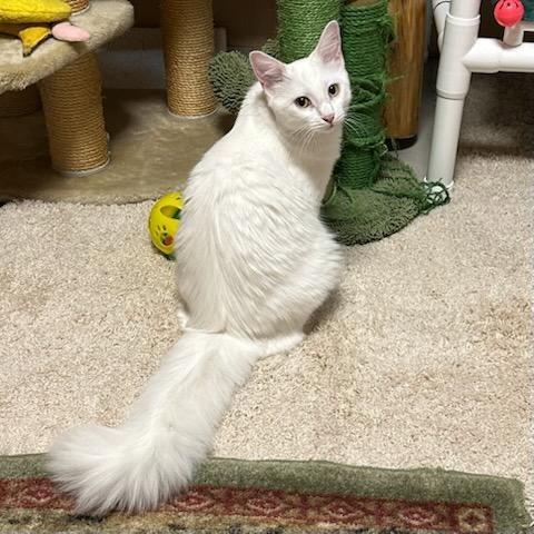 Enlarge Mabel, a Adopted mixed breed in Evergreen, CO image 2/3