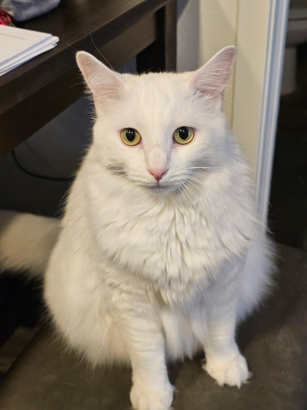 Enlarge Mabel, a Adopted mixed breed in Evergreen, CO image 3/3