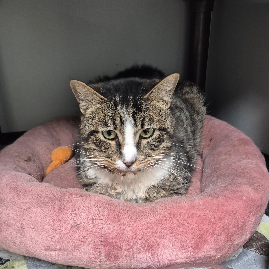 Mia, Adoptable, Senior Female Domestic Short Hair.