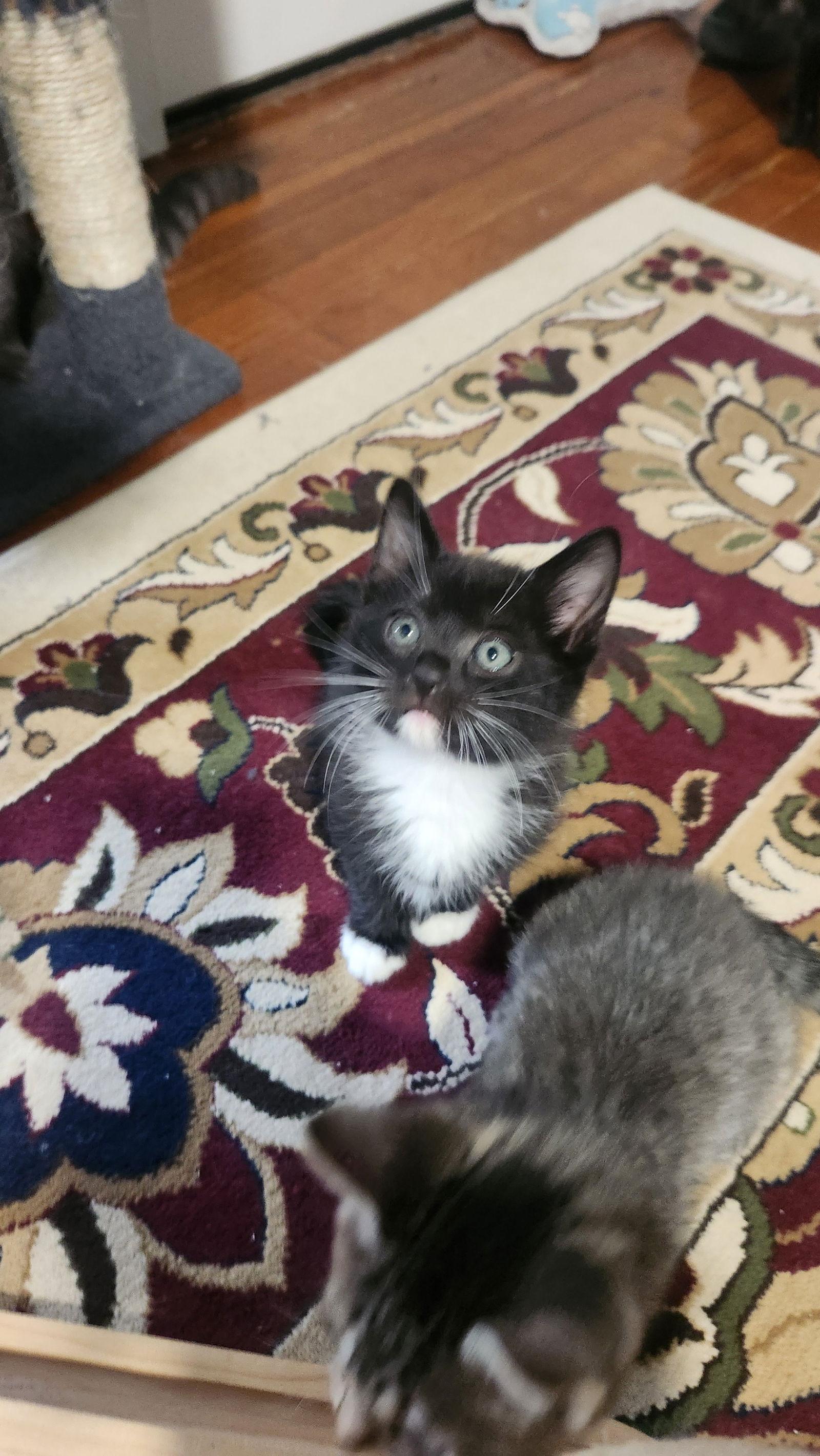 Ratchet, Adopted, Kitten Male American Shorthair.