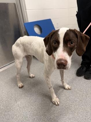 Banjo, Adoptable, Adult Male English Setter & Pointer.