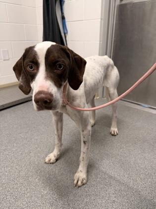 Banjo, a Adoptable mixed breed in Daphne, AL image 2/3