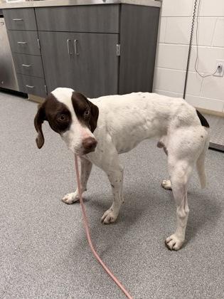 Banjo, a Adoptable mixed breed in Daphne, AL image 3/3