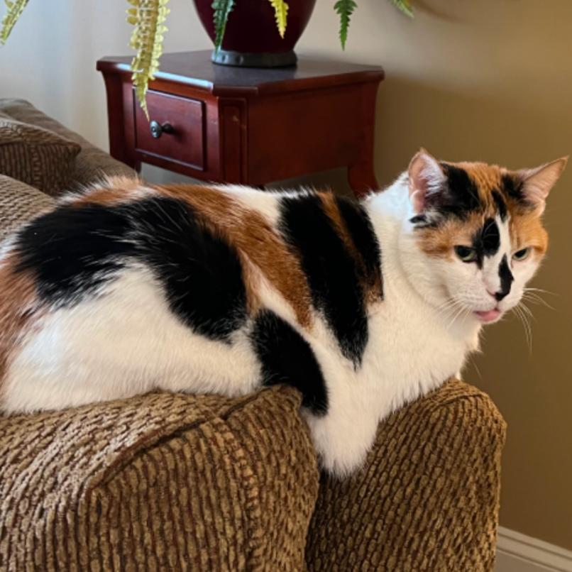 Kiki, Adoptable, Senior Female Domestic Short Hair.