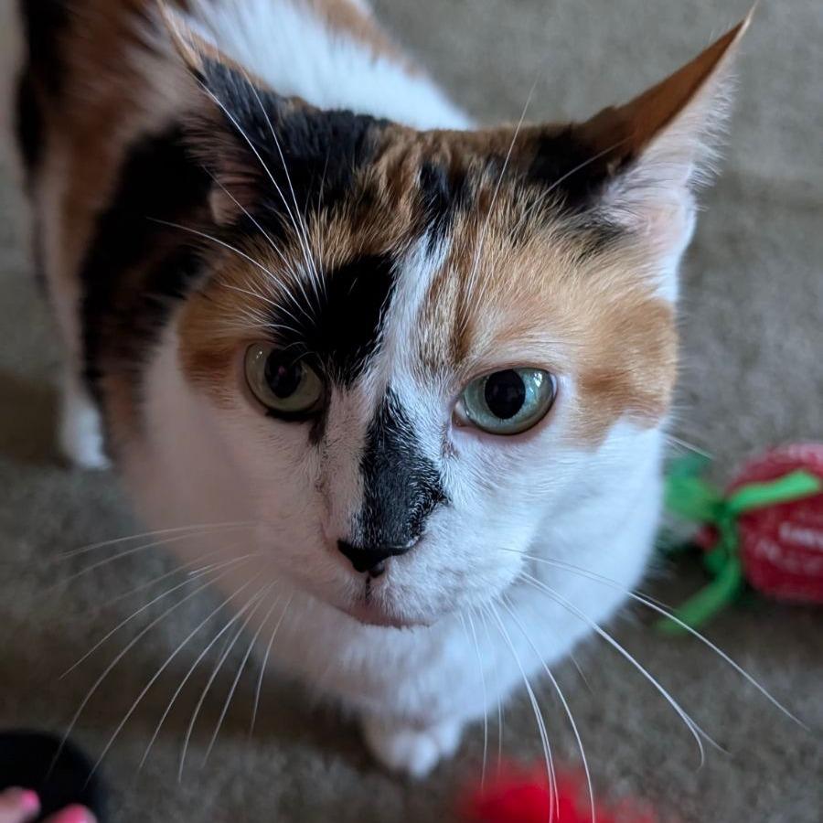 Enlarge Kiki, a Adoptable Domestic Short Hair in Medina, OH image 2/5