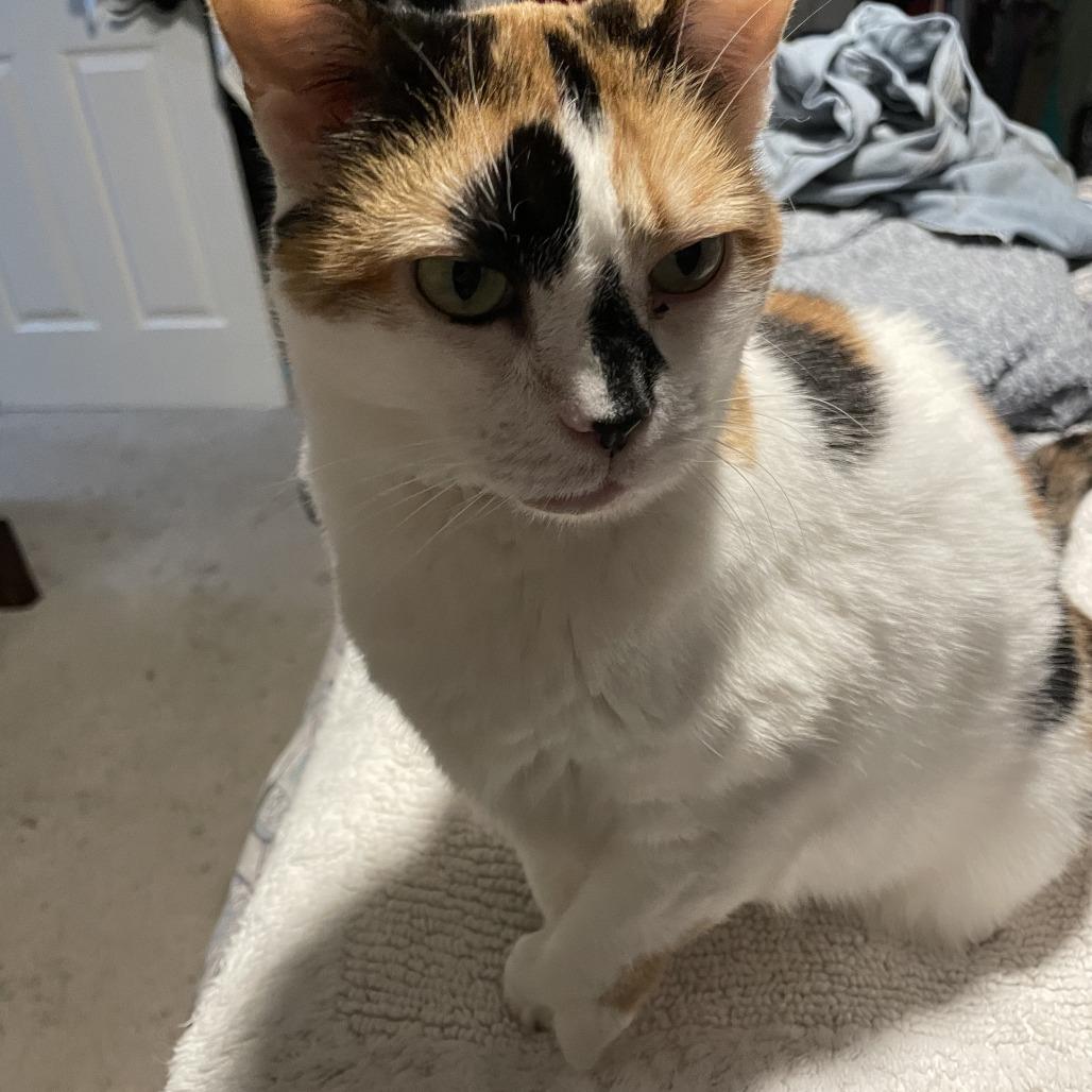 Enlarge Kiki, a Adoptable Domestic Short Hair in Medina, OH image 3/5