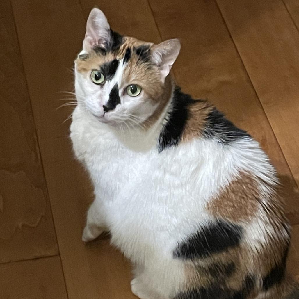 Enlarge Kiki, a Adoptable Domestic Short Hair in Medina, OH image 4/5