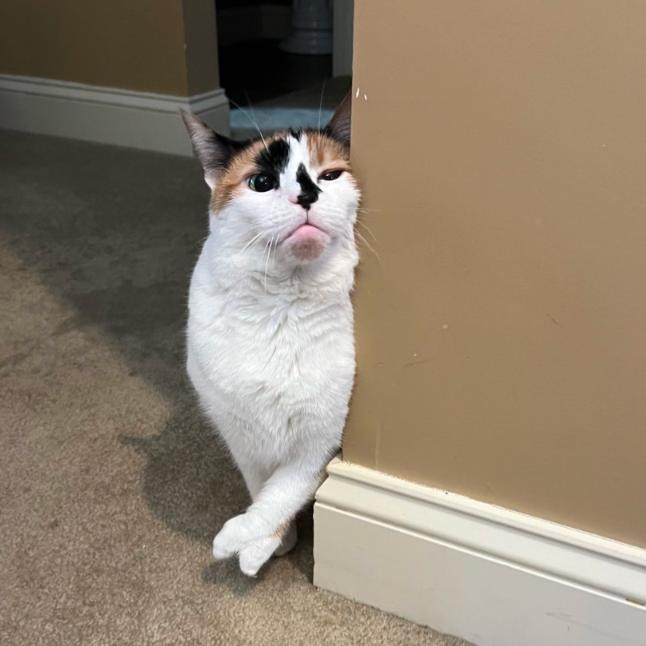 Enlarge Kiki, a Adoptable Domestic Short Hair in Medina, OH image 5/5