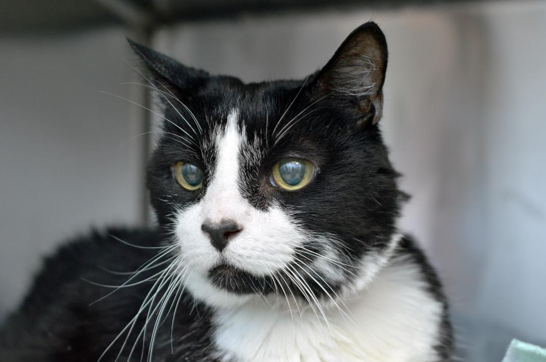 Enlarge Baby Boy, an adopted mixed breed in Sanford, FL image 2/3