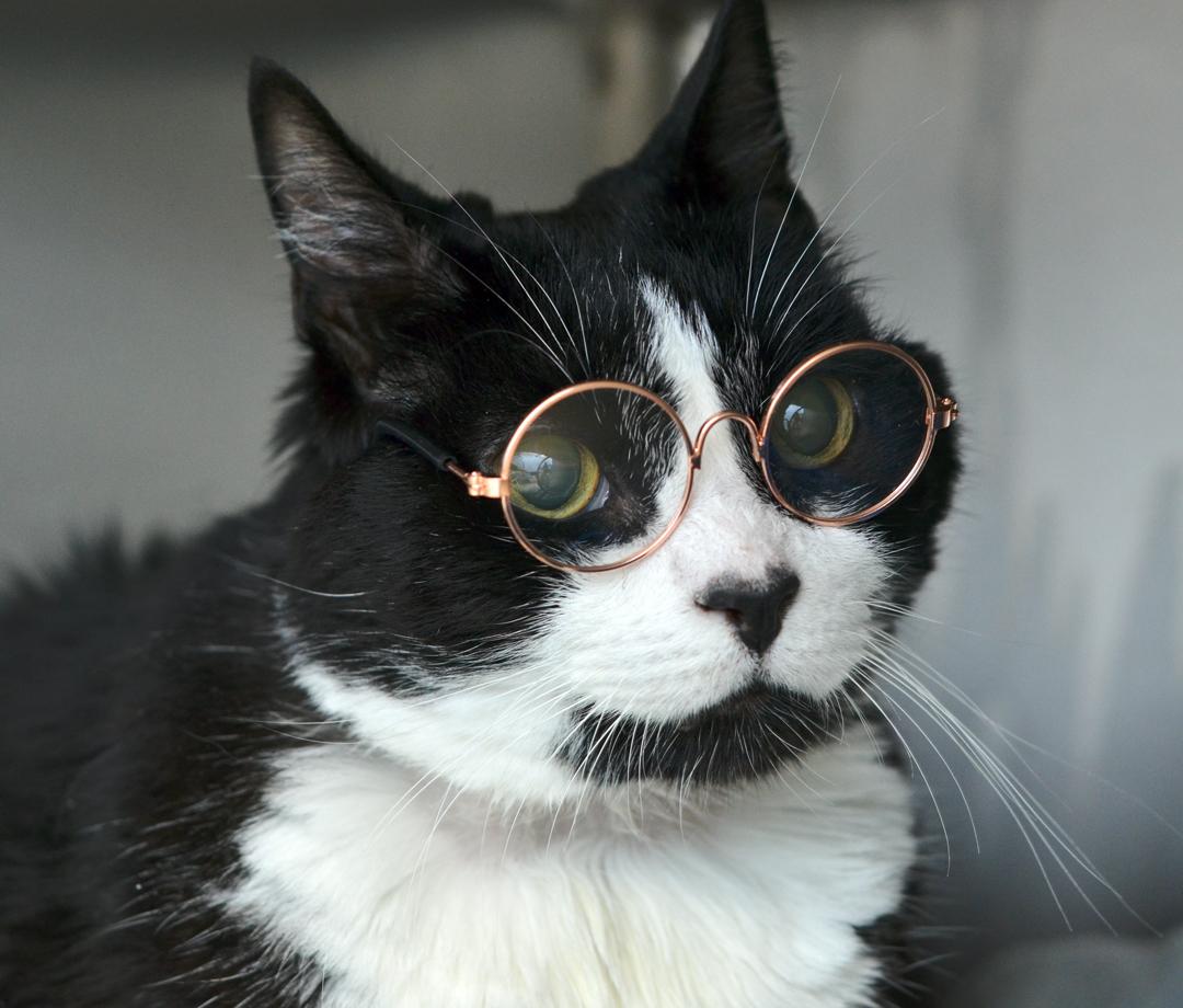 Enlarge Baby Boy, an adopted mixed breed in Sanford, FL image 1/3