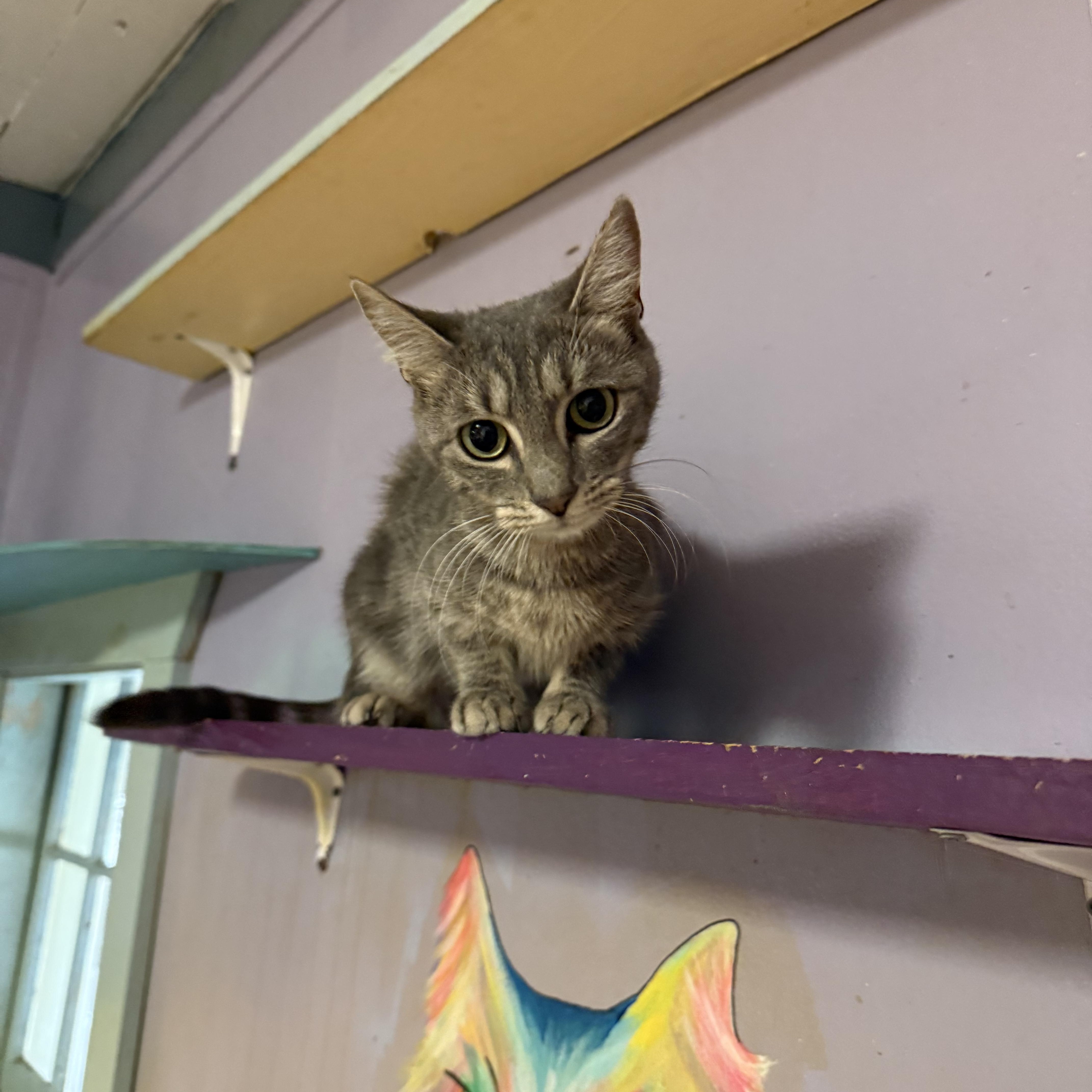 Rosie, an adopted Domestic Short Hair in Varnville, SC image 2/2