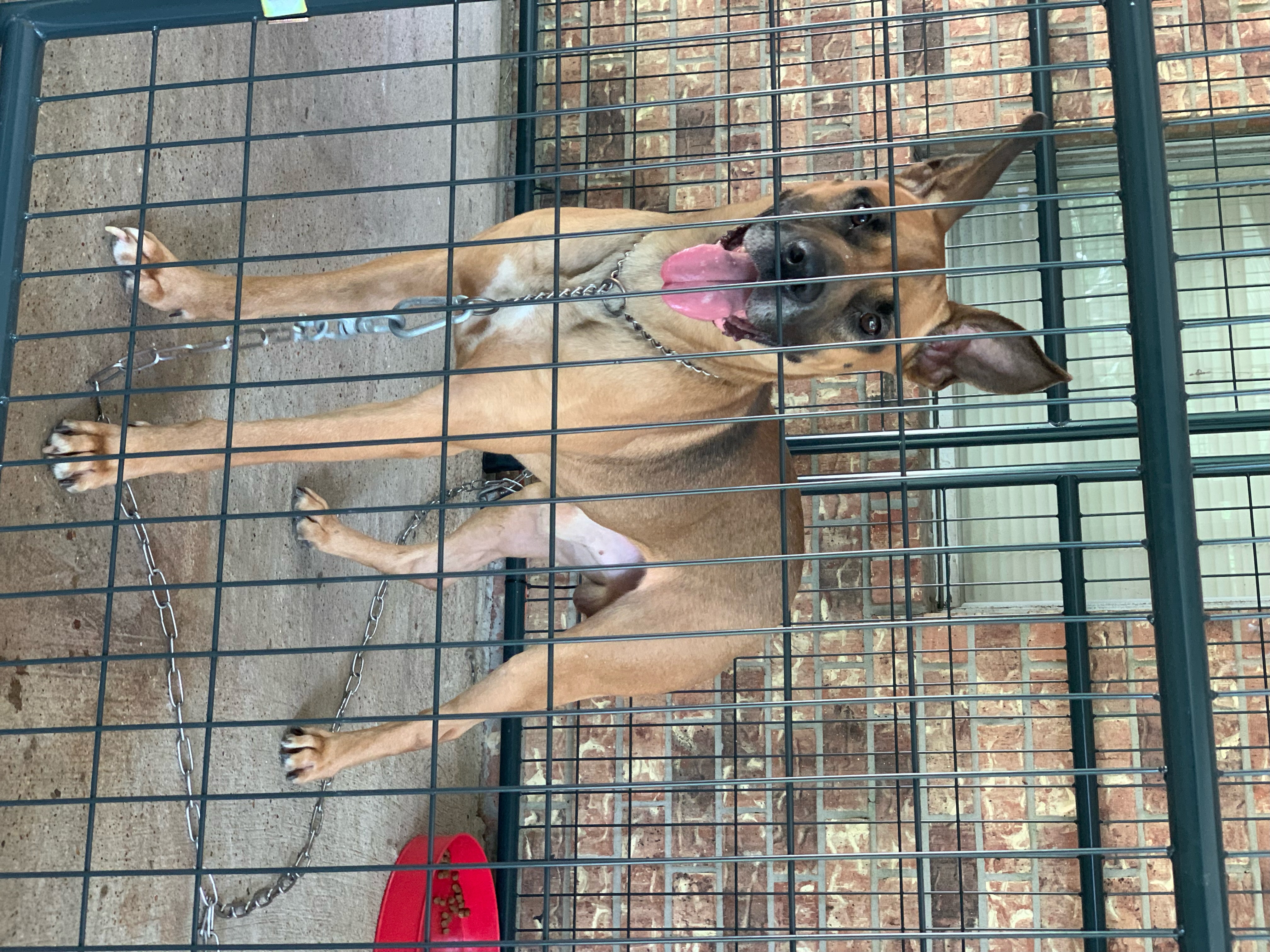 Enlarge Brown Dog, a Adoptable mixed breed in Annapolis, MD image 3/5