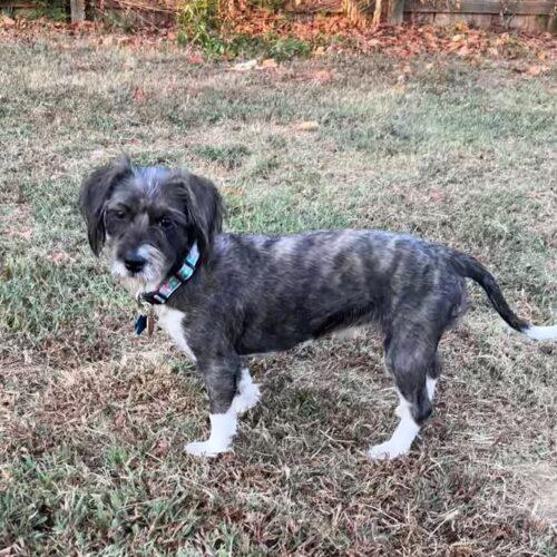 Enlarge Sonya, a Adoptable Schnauzer in Memphis, TN image 1/4