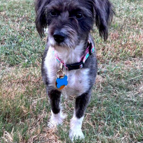 Enlarge Sonya, a Adoptable Schnauzer in Memphis, TN image 2/4