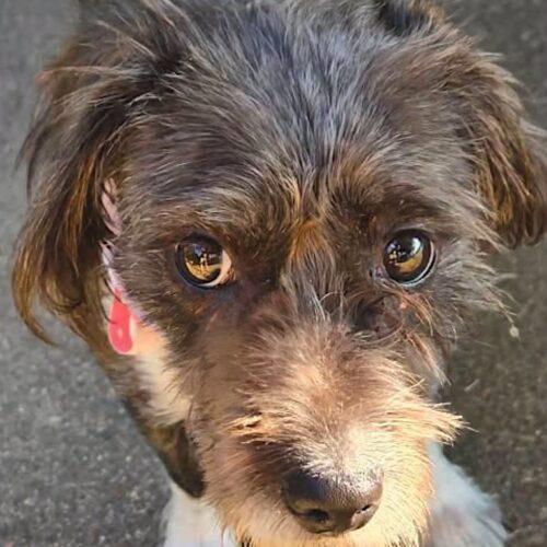 Enlarge Sonya, a Adoptable Schnauzer in Memphis, TN image 3/4