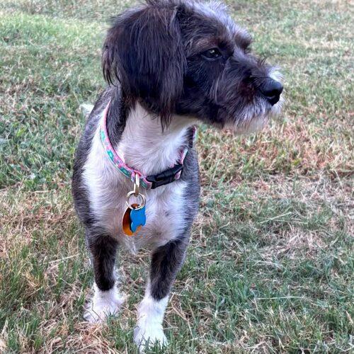 Enlarge Sonya, a Adoptable Schnauzer in Memphis, TN image 4/4