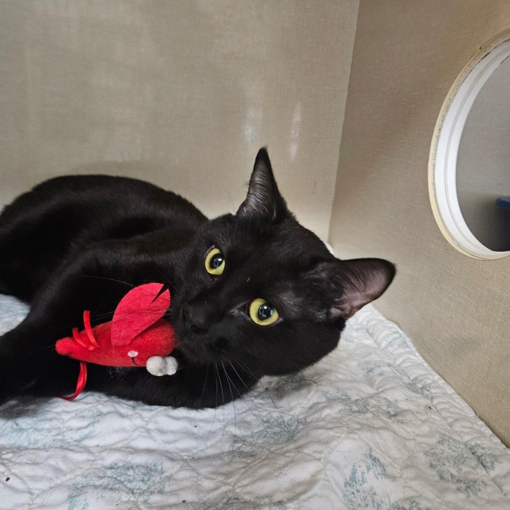 Enlarge Peep, a Adoptable Domestic Short Hair in Conway, NH image 1/3