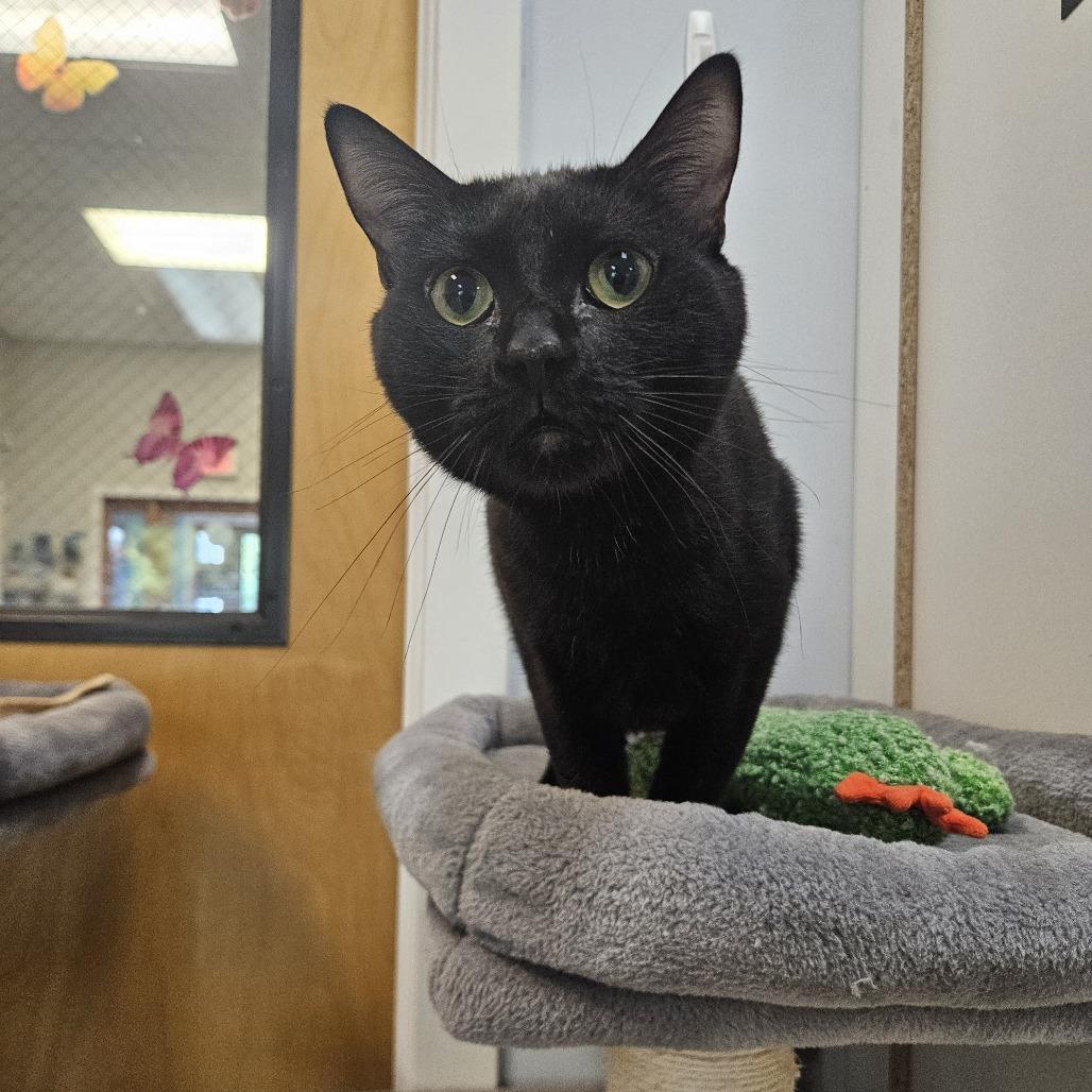 Enlarge Peep, a Adoptable Domestic Short Hair in Conway, NH image 2/3