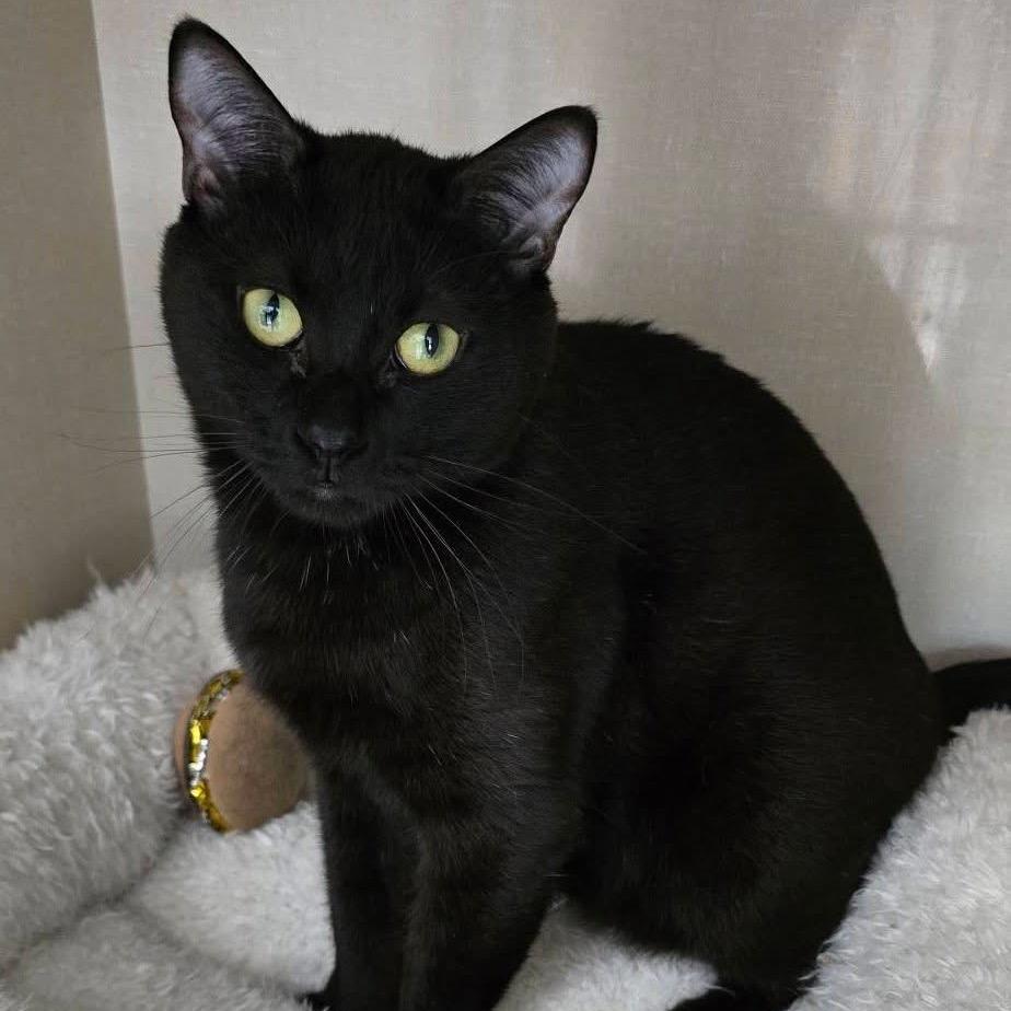 Enlarge Peep, a Adoptable Domestic Short Hair in Conway, NH image 3/3