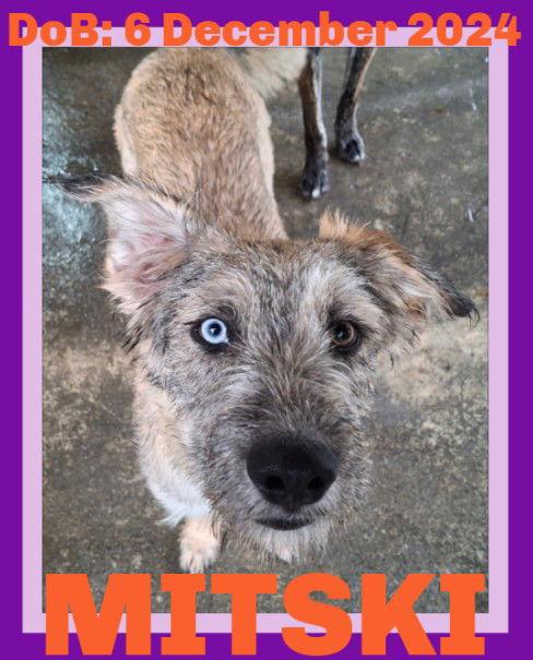 MITSKI, Adopted, Young Female Wheaten Terrier & Spaniel.