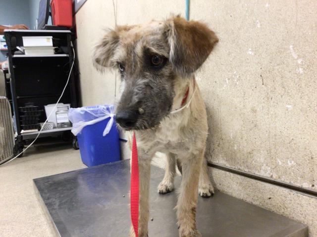 MITSKI, a Adopted mixed breed in Sebec, ME image 2/2