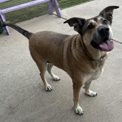 Gigi, a Adoptable mixed breed in The Colony, TX image 2/3