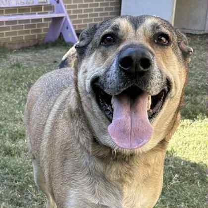 Gigi, a Adoptable mixed breed in The Colony, TX image 3/3