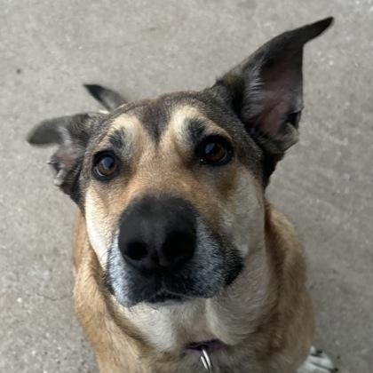Gigi, Adoptable, Adult Female Shepherd.