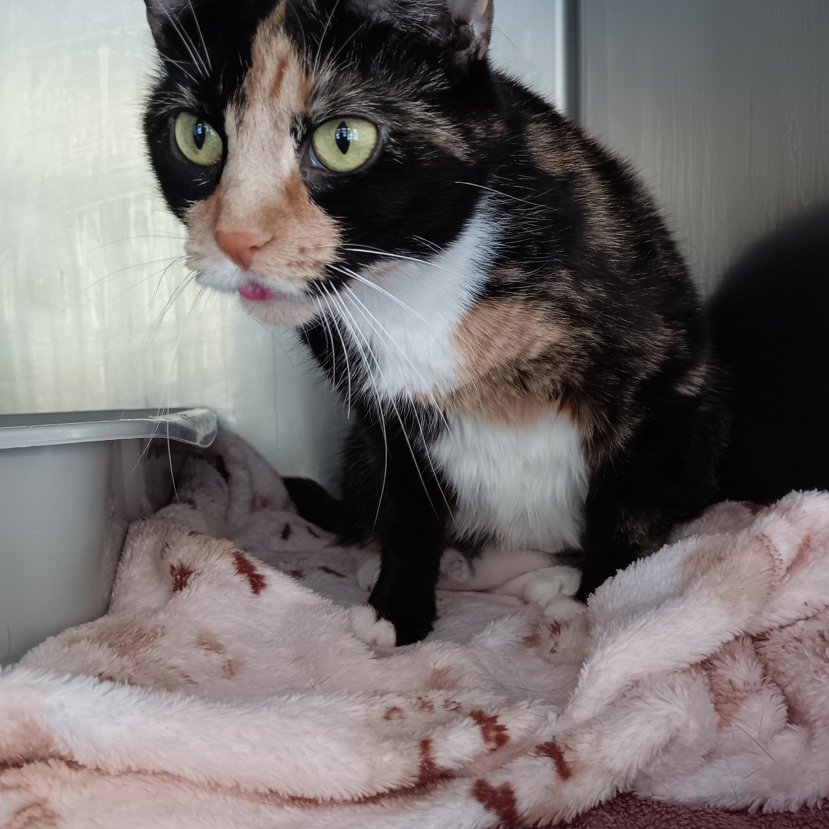 Pasta Salad, Adoptable, Adult Female Domestic Short Hair.