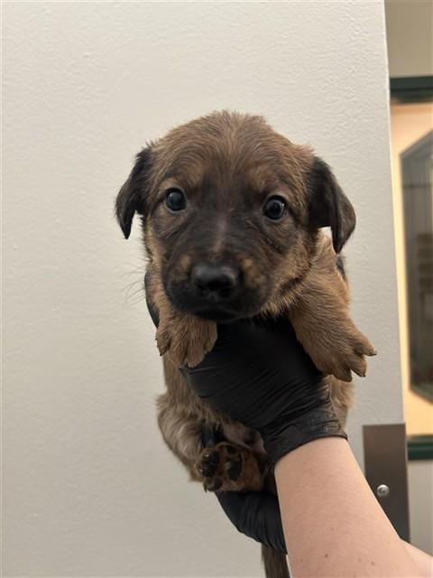 Enlarge GNOCCHI, a Adoptable mixed breed in Fremont, CA image 1/1