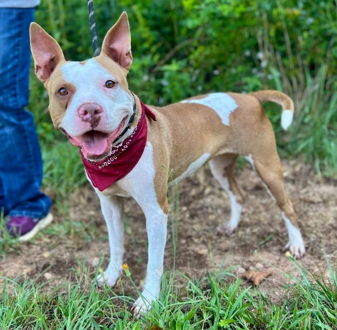 Enlarge Lulu, a Adoptable mixed breed in Ellijay, GA image 1/2