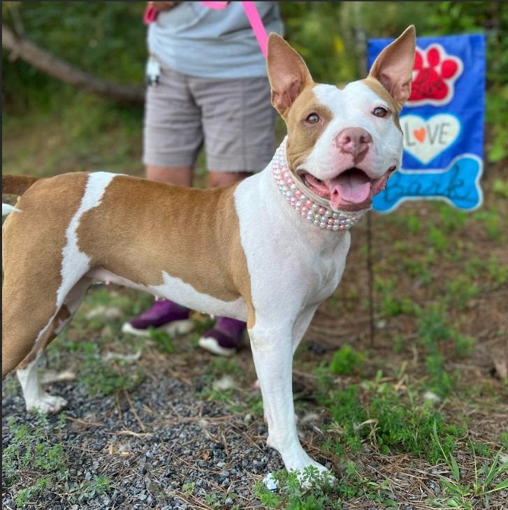 Enlarge Lulu, a Adoptable mixed breed in Ellijay, GA image 2/2