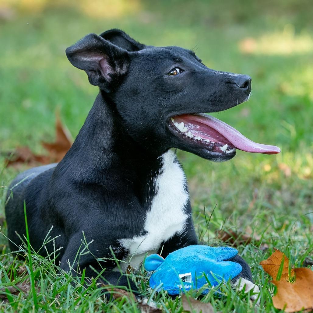 Devin, Adoptable, Young Male Labrador Retriever & Mixed Breed.