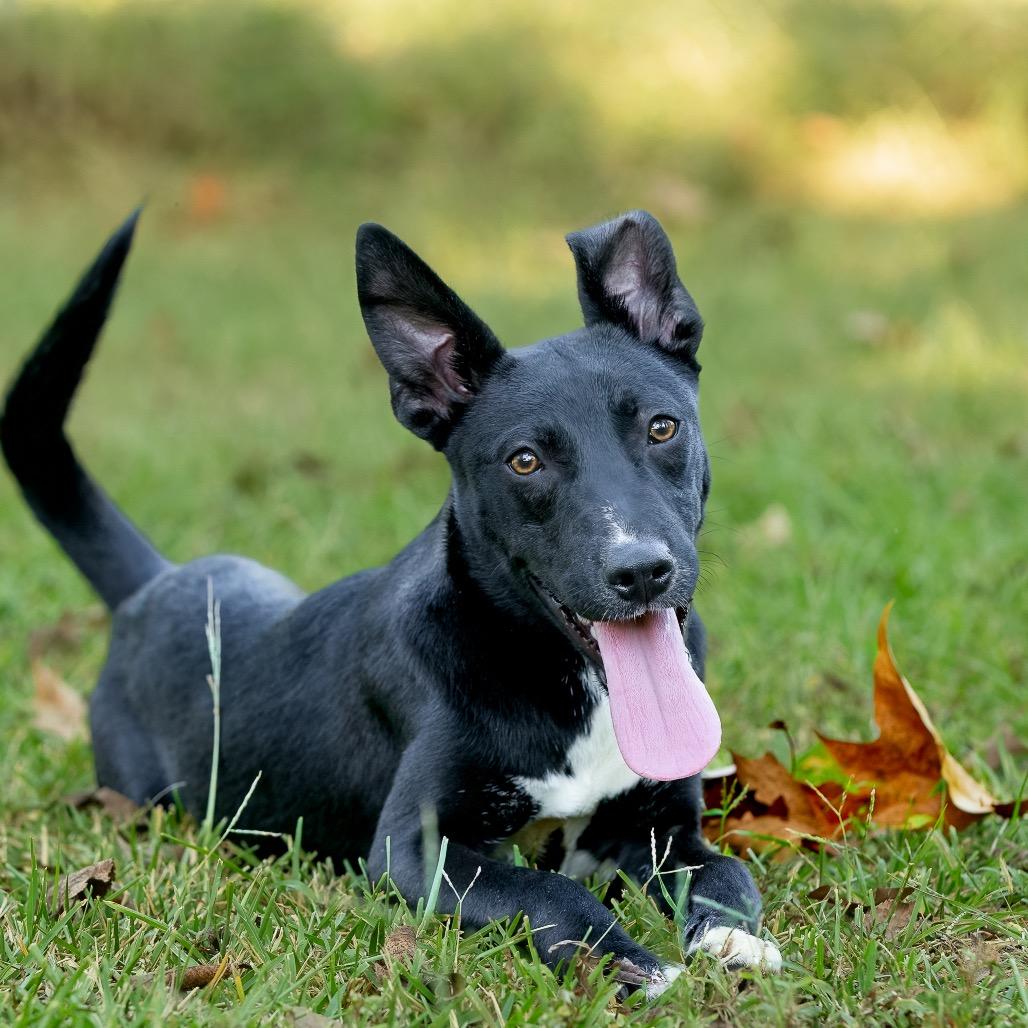 Devin, a Adoptable mixed breed in Livingston, TX image 2/6