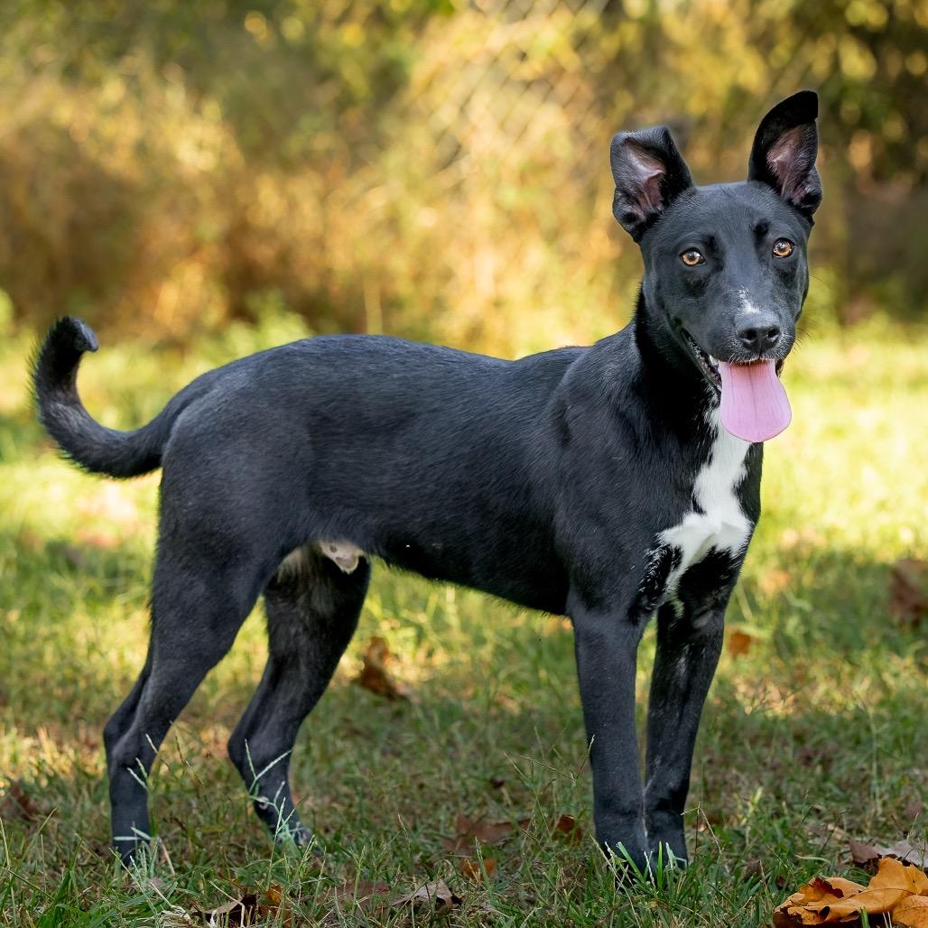 Devin, a Adoptable mixed breed in Livingston, TX image 3/6