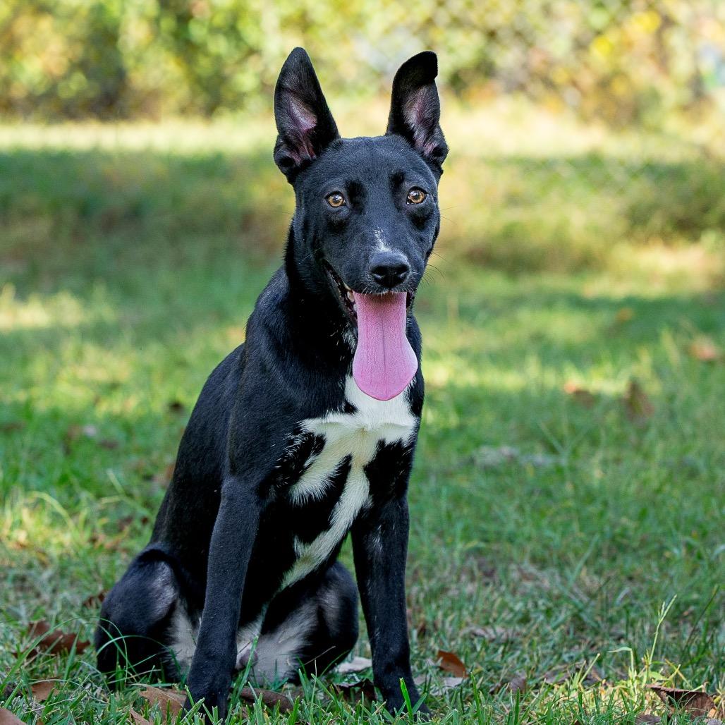 Devin, a Adoptable mixed breed in Livingston, TX image 4/6