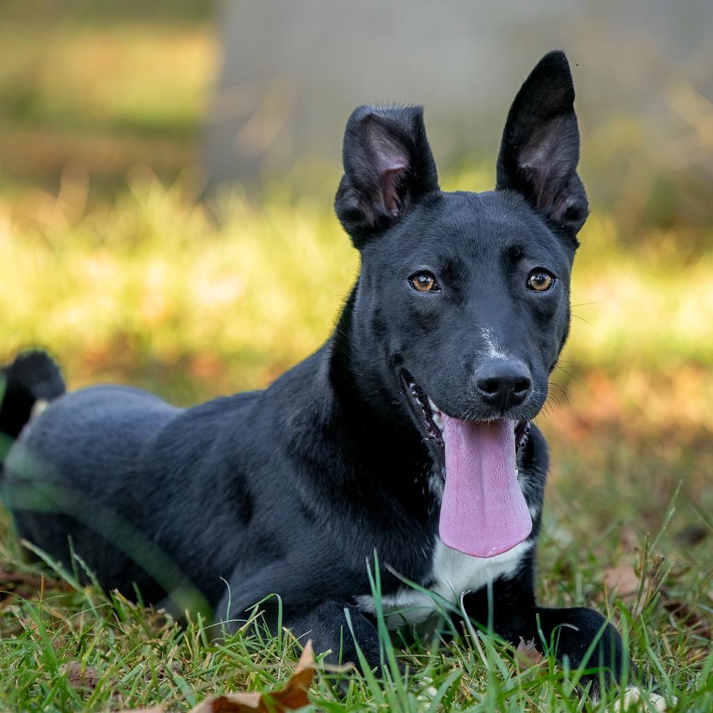 Devin, a Adoptable mixed breed in Livingston, TX image 5/6