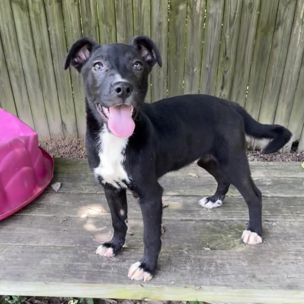 Devin, a Adoptable mixed breed in Livingston, TX image 6/6