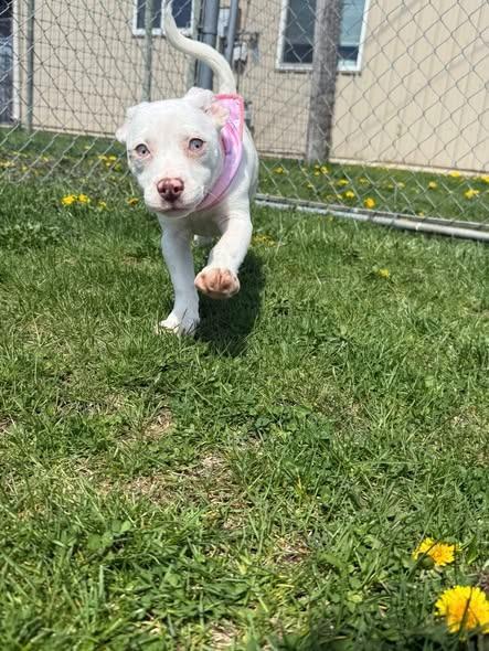 Dot, Adoptable, Puppy Female Chihuahua & Mixed Breed.