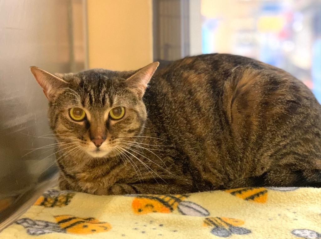 Roseanne, Adoptable, Young Female Domestic Short Hair.