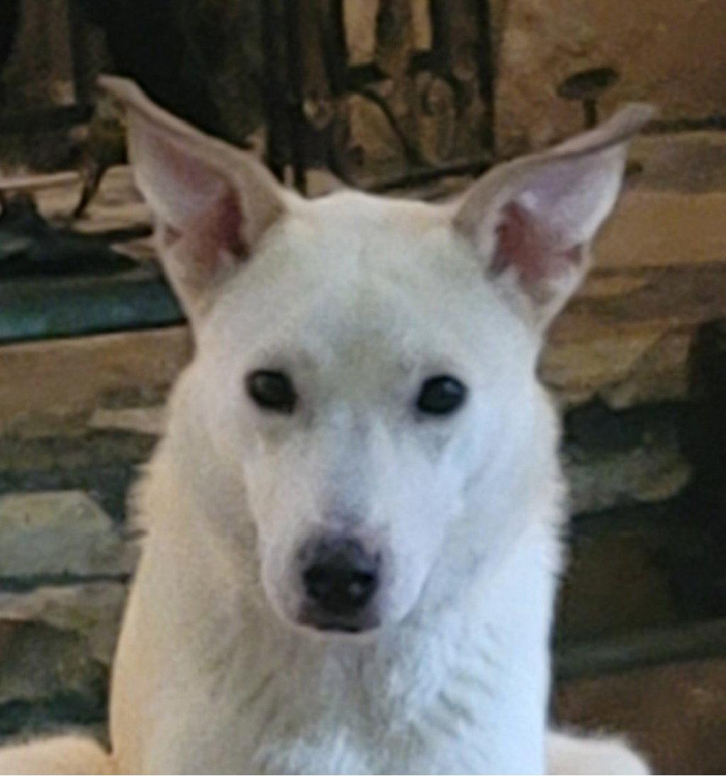 Enlarge Sami, a Adoptable White German Shepherd in Chamblee, GA image 1/3
