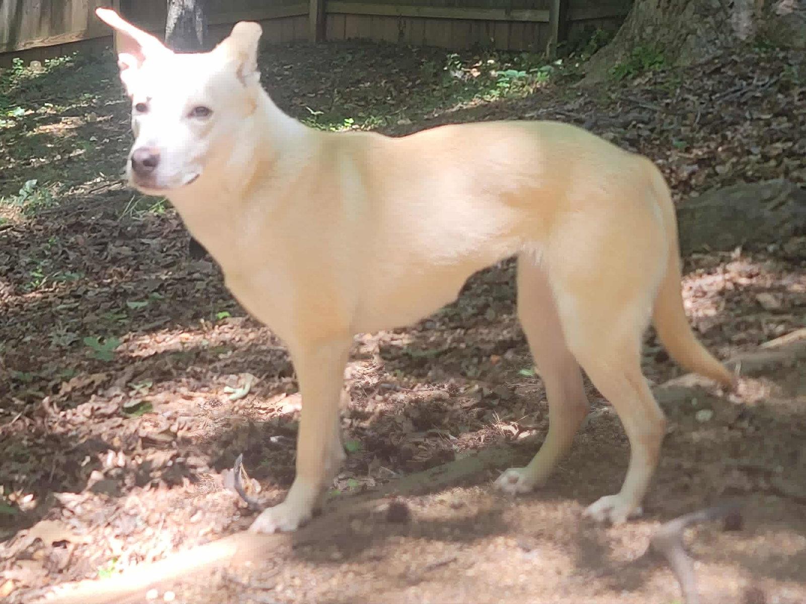 Sami, a Adoptable White German Shepherd in Londonderry, NH image 1/3