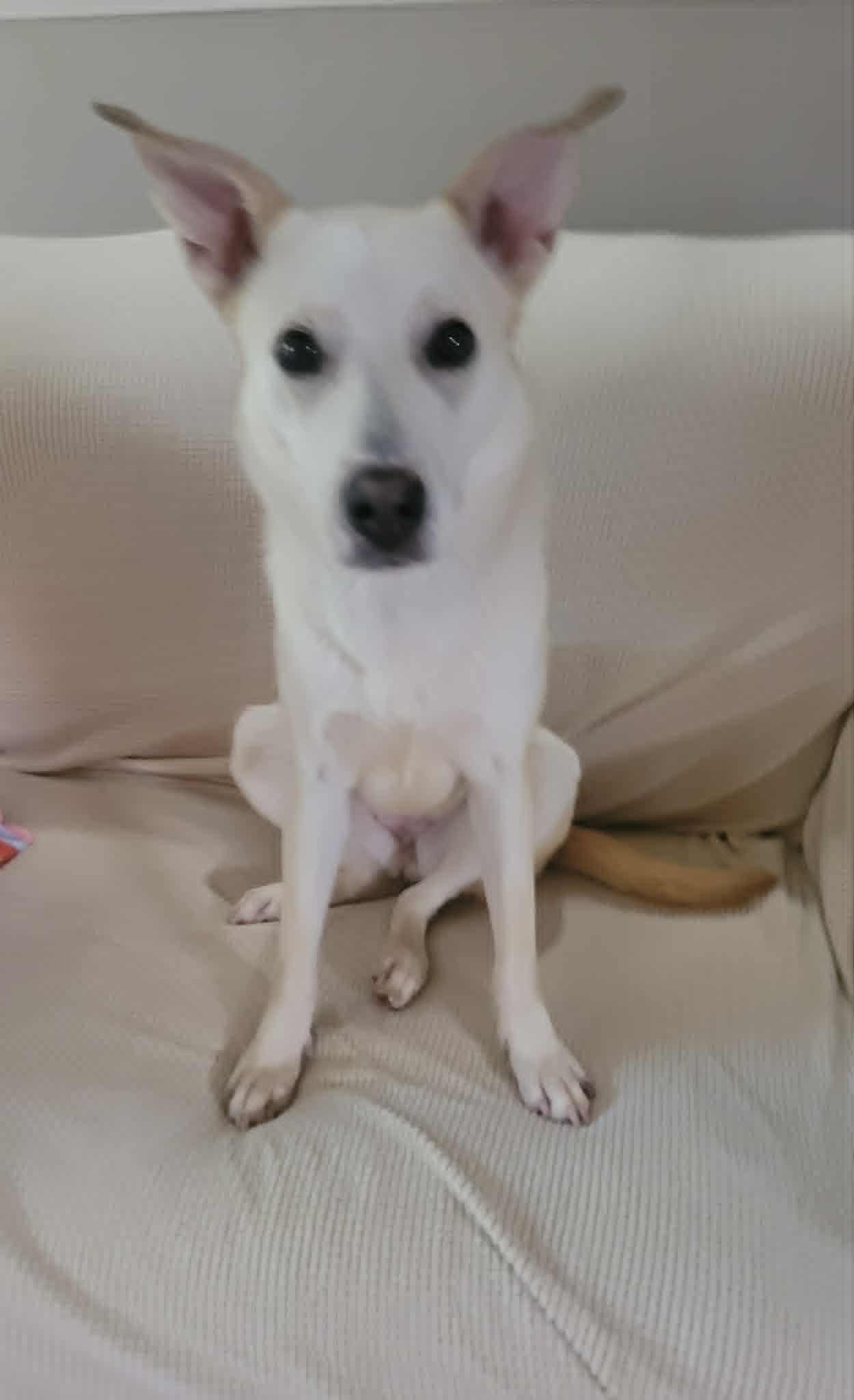 Sami, a Adoptable White German Shepherd in Londonderry, NH image 2/3